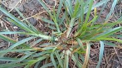Attachment for 7 Cara Alami untuk Hapuskan Rumput Liar di Kebun Anda: Ampuh dan Aman