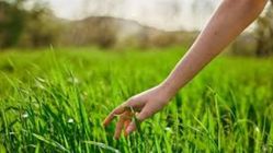 Attachment for 7 Cara Cerdas Menghilangkan Rumput Liar di Taman Pakai Bahan Sehari-hari