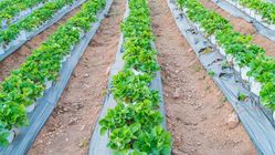 Attachment for 7 Tips Efektif untuk Menyingkirkan Rumput Liar di Kebun Anda Secara Alami