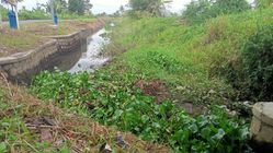 Attachment for 7 Solusi Alami untuk Menyingkirkan Rumput Liar di Taman Rumah Anda