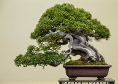 Attachment for 7 Jenis Bonsai yang Akan Membuat Taman Rumah Anda Semakin Elegan dan Menawan