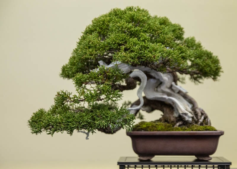 Attachment for 7 Jenis Bonsai yang Akan Membuat Taman Rumah Anda Semakin Elegan dan Menawan