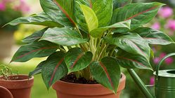 Attachment for 6 Tanaman Hias Daun yang Menawan: Cantik dan Mudah Dijaga