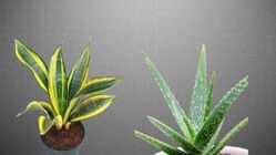 Attachment for Tanaman Hias Daun Terbaik untuk Menghidupkan Pekarangan Rumah Anda
