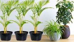 Attachment for Sulap Ruang Interior Anda dengan Lady Palm: Kunci Membawa Nuansa Tropis ke Dalam Rumah