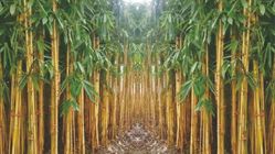 Attachment for Sentuhan Tropis Segar: Bambu Kuning untuk Nuansa Alami di Seluruh Rumah Anda