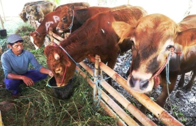 Attachment for Idul Adha Spesial: Pertamina NRE Group Berbagi Hewan Kurban di Area Operasional